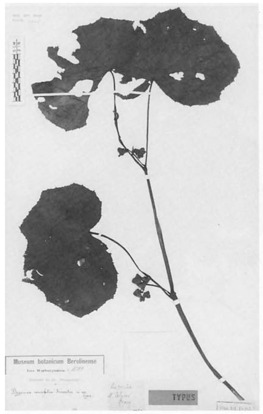 B. renifolia
